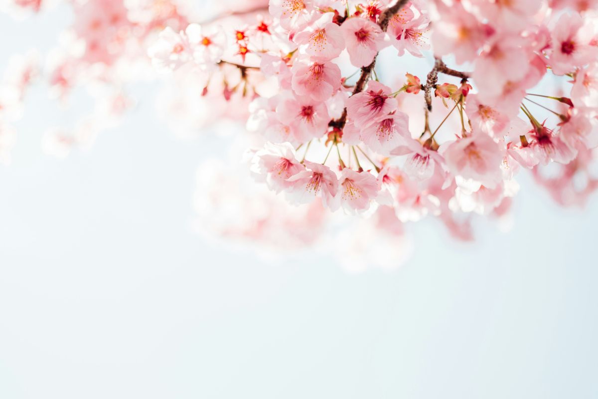 Blossom
